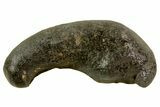 Fossil Whale Ear Bone - Miocene #69662-1